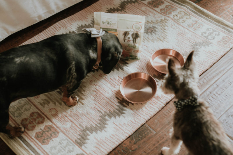 FEEDING OUR PETS AN ALL NATURAL, FRESH FOOD OPTION IS SO KEY. READ MORE TO FIND OUT HOW WE FOUND THE BEST FOOD FOR OUR PETS.