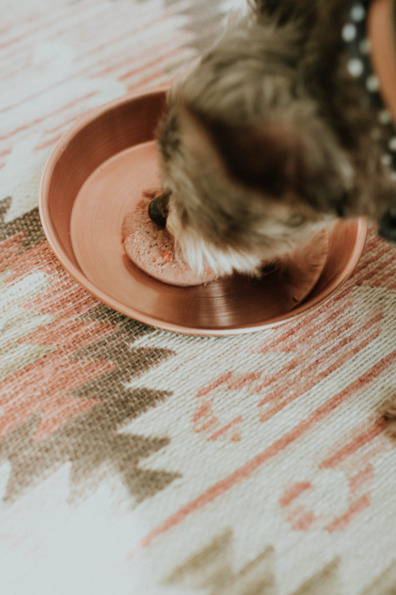 FEEDING OUR PETS AN ALL NATURAL, FRESH FOOD OPTION IS SO KEY. READ MORE TO FIND OUT HOW WE FOUND THE BEST FOOD FOR OUR PETS.