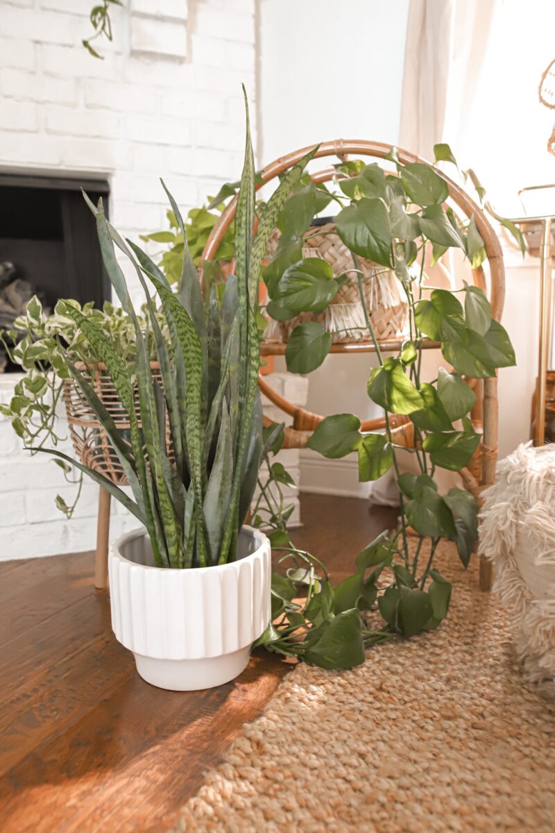 EASIEST HOUSEPLANTS TO KEEP ALIVE, PLANTS FOR BEGINNERS, PLANT MOM TIPS