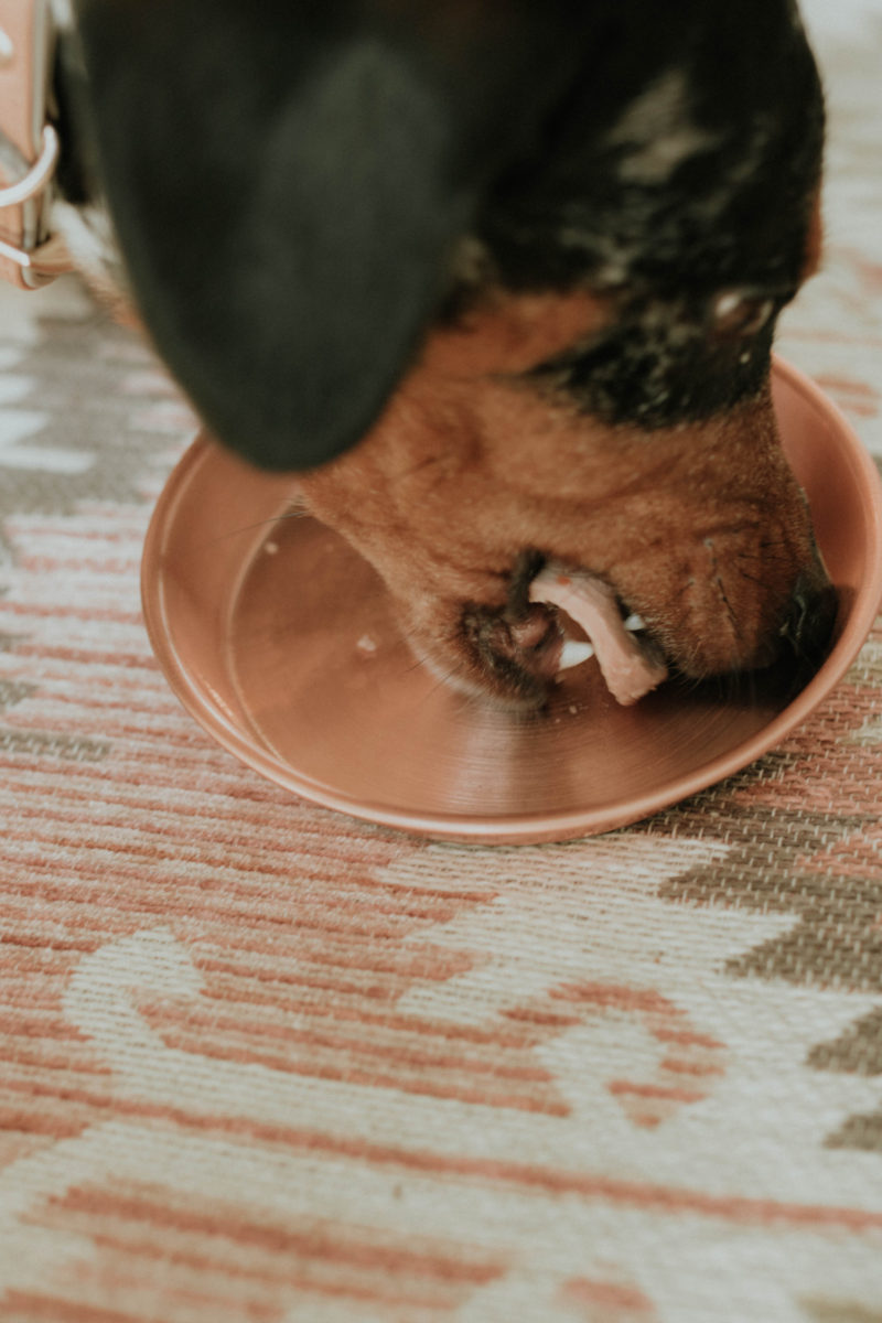 FEEDING OUR PETS AN ALL NATURAL, FRESH FOOD OPTION IS SO KEY. READ MORE TO FIND OUT HOW WE FOUND THE BEST FOOD FOR OUR PETS.