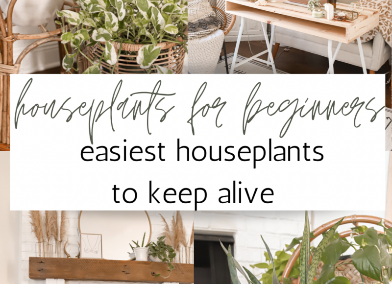EASIEST HOUSEPLANTS TO KEEP ALIVE, PLANTS FOR BEGINNERS, PLANT MOM TIPS