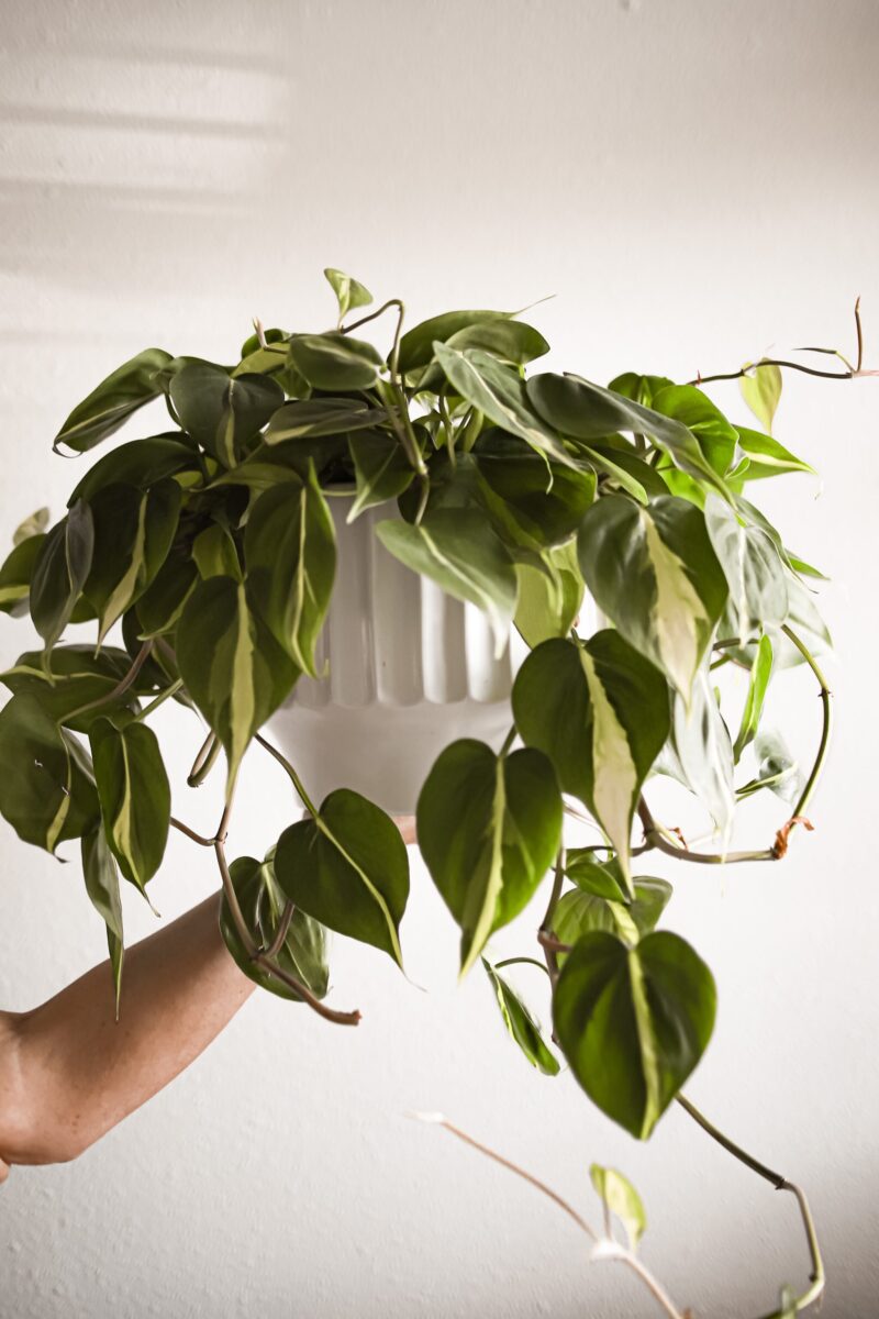 EASIEST HOUSEPLANTS TO KEEP ALIVE, PLANTS FOR BEGINNERS, PLANT MOM TIPS