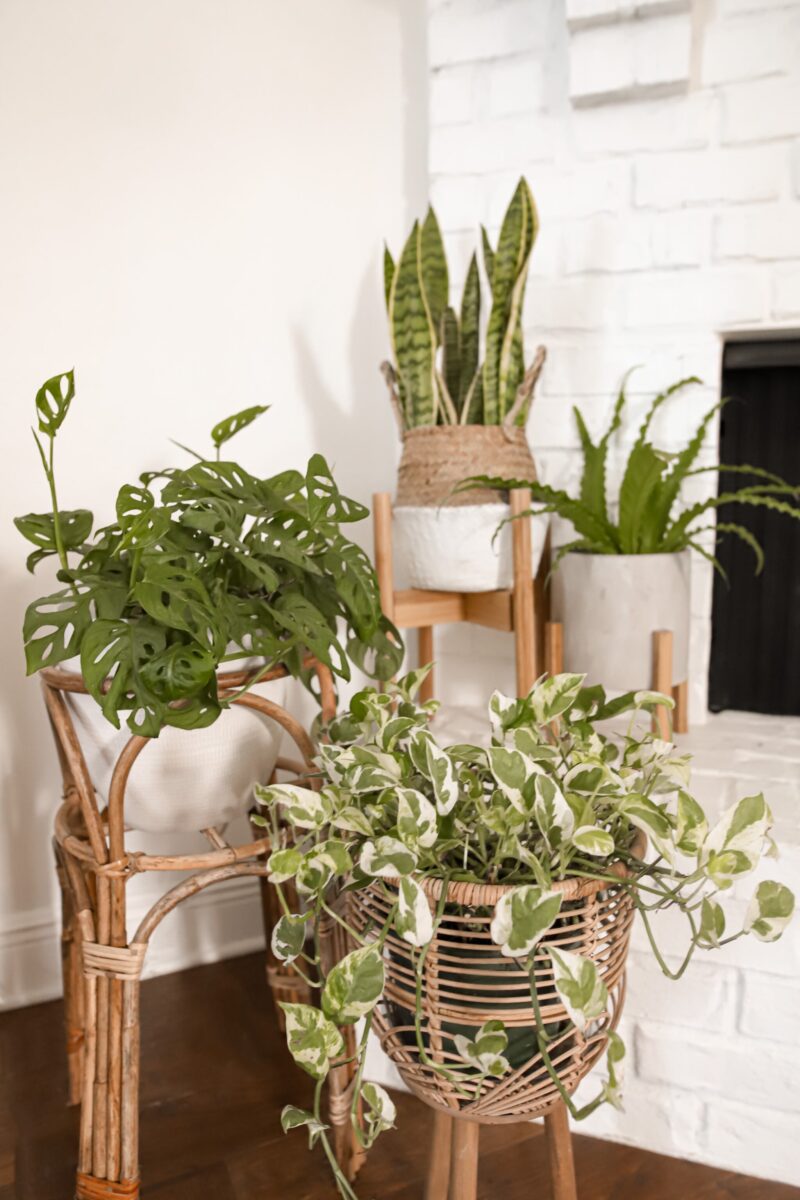 EASIEST HOUSEPLANTS TO KEEP ALIVE, PLANTS FOR BEGINNERS, PLANT MOM TIPS