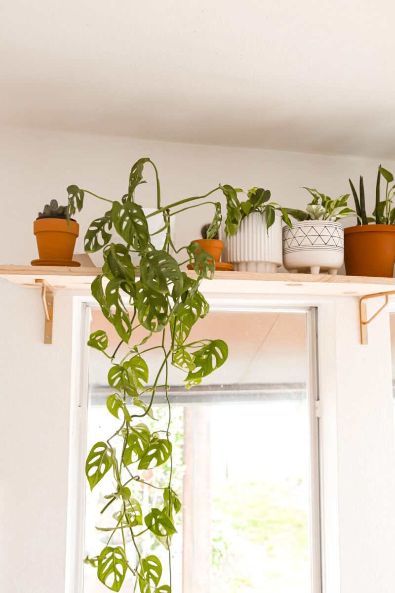 EASIEST HOUSEPLANTS TO KEEP ALIVE, PLANTS FOR BEGINNERS, PLANT MOM TIPS